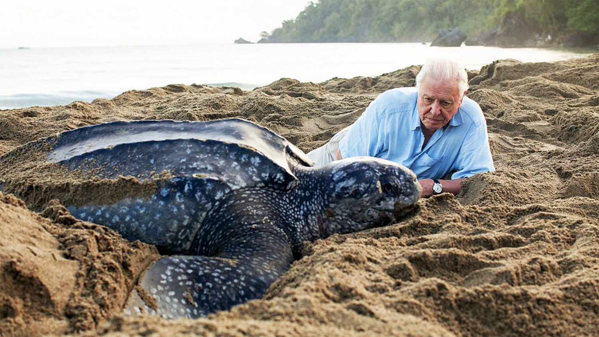 PhilShawe's tweet photo. Sir David Attenborough is the real-life Indiana Jones of the natural world. 

But instead of tomb-raiding, his remarkable life and career were dedicated to discovering and sharing the incredible diversity of life on Earth!

He brought the vastness of our world into our homes through his documentaries, which educated and inspired millions to explore, appreciate, honor, and protect the environment 🌎🌎🌎

This week, the world celebrates this true legend, heroic explorer, and British national treasure as he turns 100 years old! 

Legacy is a word I don't throw around lightly. Attenborough's relentless advocacy for the natural world has literally left a legacy of tens of millions of people—with generations more to come—all appreciating, understanding, and protecting nature and planet Earth. 

What a life lived... Happy 100th Birthday and thank you, David Attenborough!

#DavidAttenborough #Legacy #Inspiration #WildLifeConservation