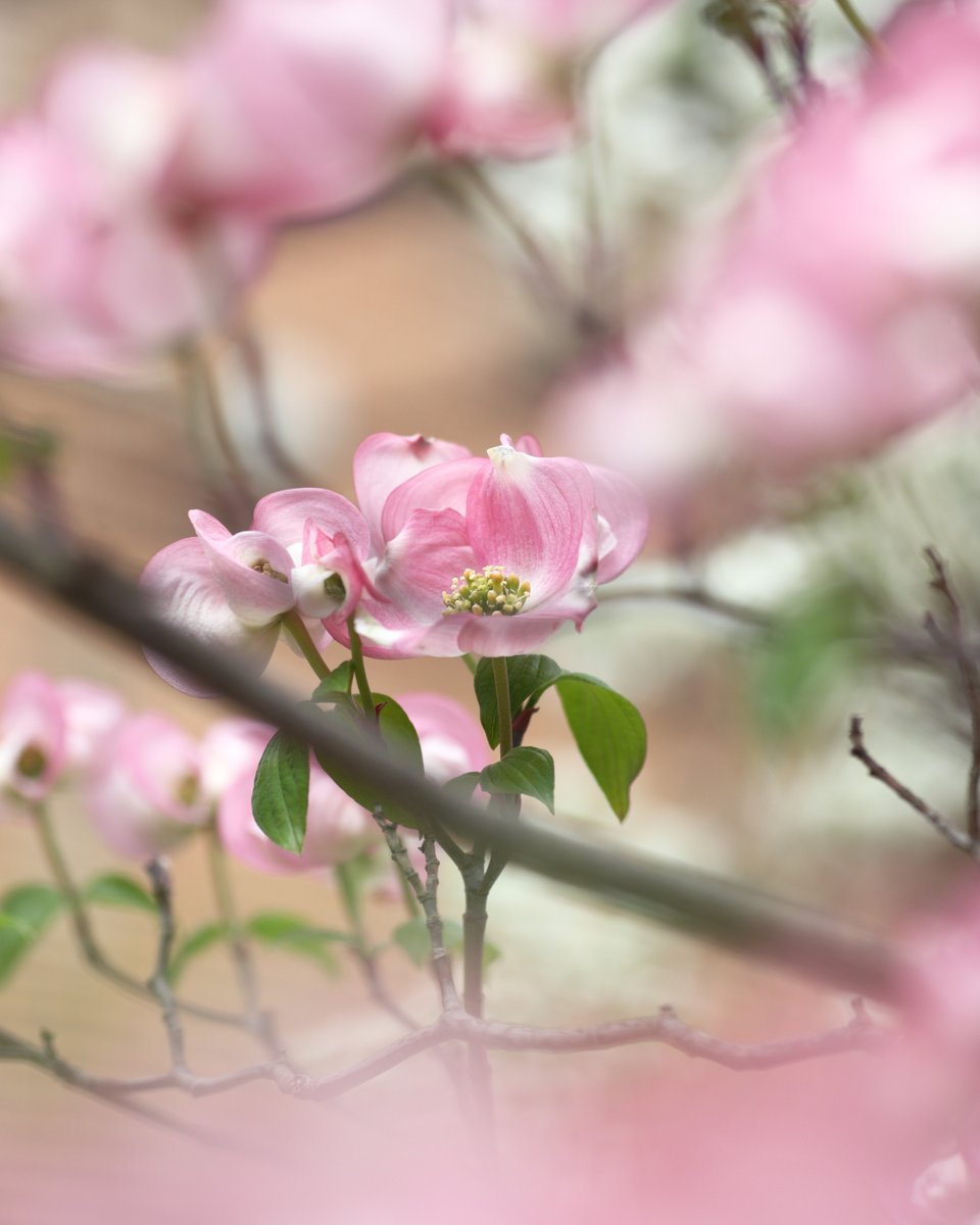 今日の誕生花は、ハナミズキ。
そして今日は、私の誕生日です。

この花が誕生花でよかったと、
今年は少し素直に思えました。

Photo @ RockRandonneur