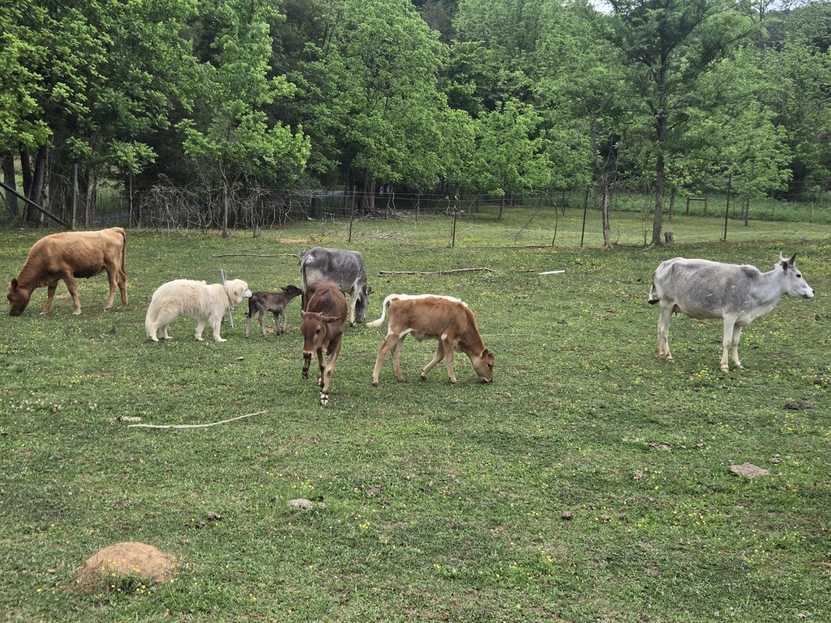 Homesteading4sovereignty tweet media