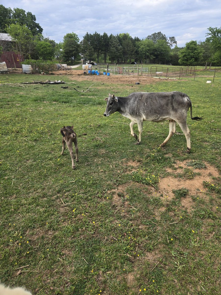 Homesteading4sovereignty tweet media