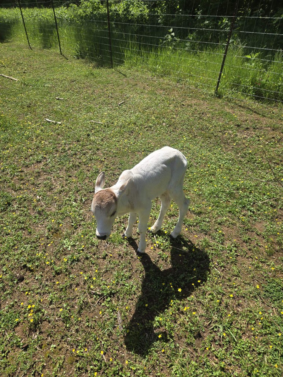 Homesteading4sovereignty tweet media