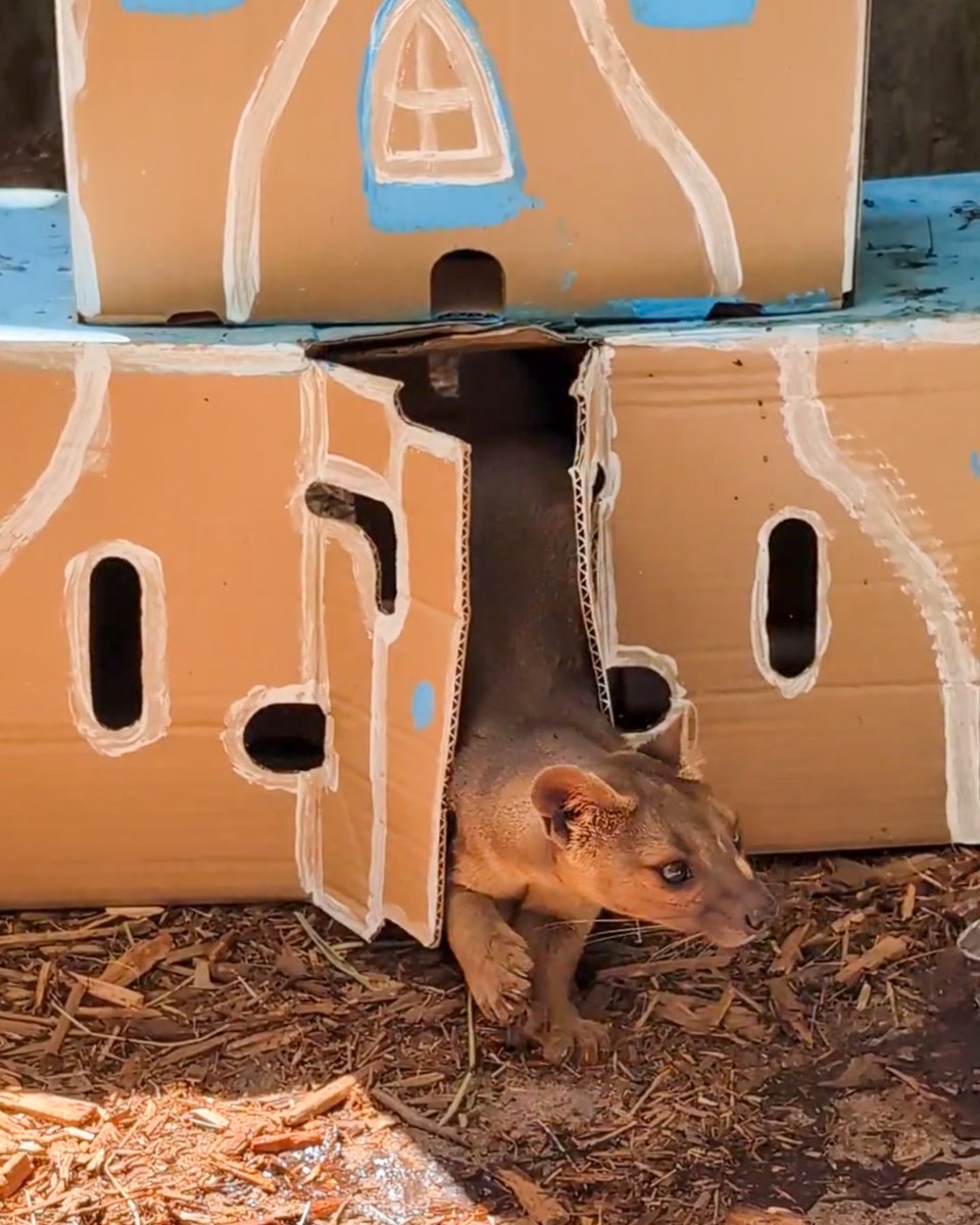 Central Florida Zoo tweet media