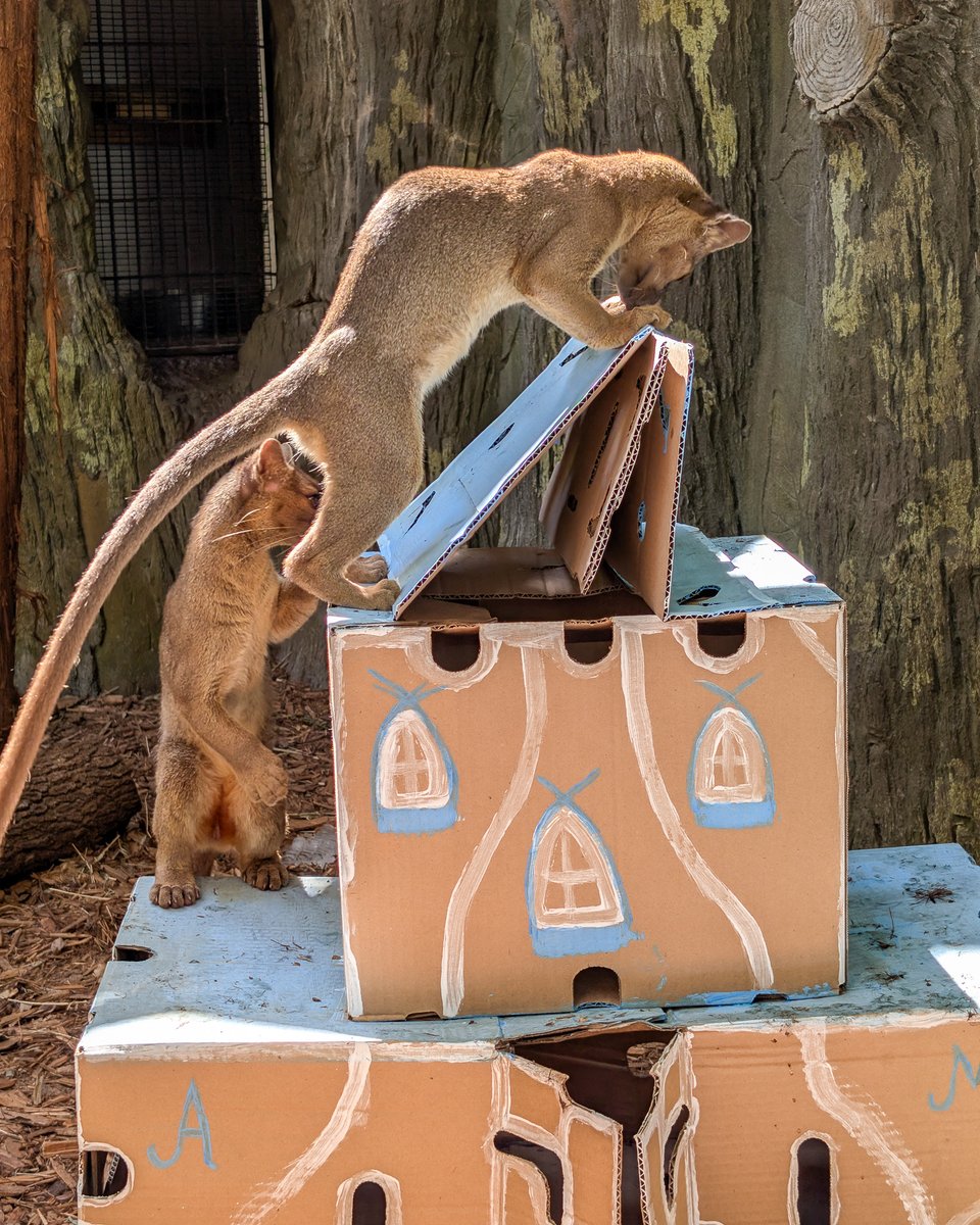 Central Florida Zoo tweet media