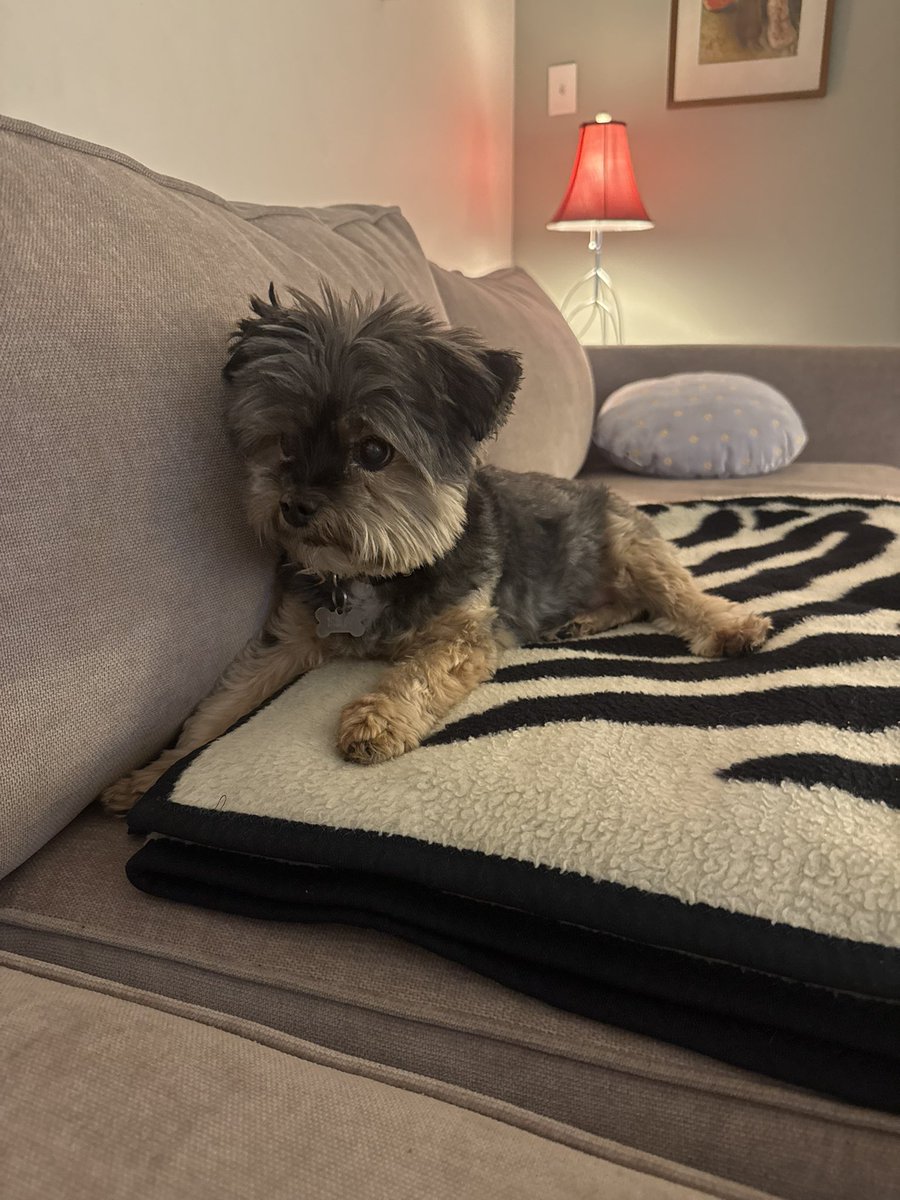w0rmstring's tweet photo. my dog is named after this game https://t.co/dFsI7b57s5