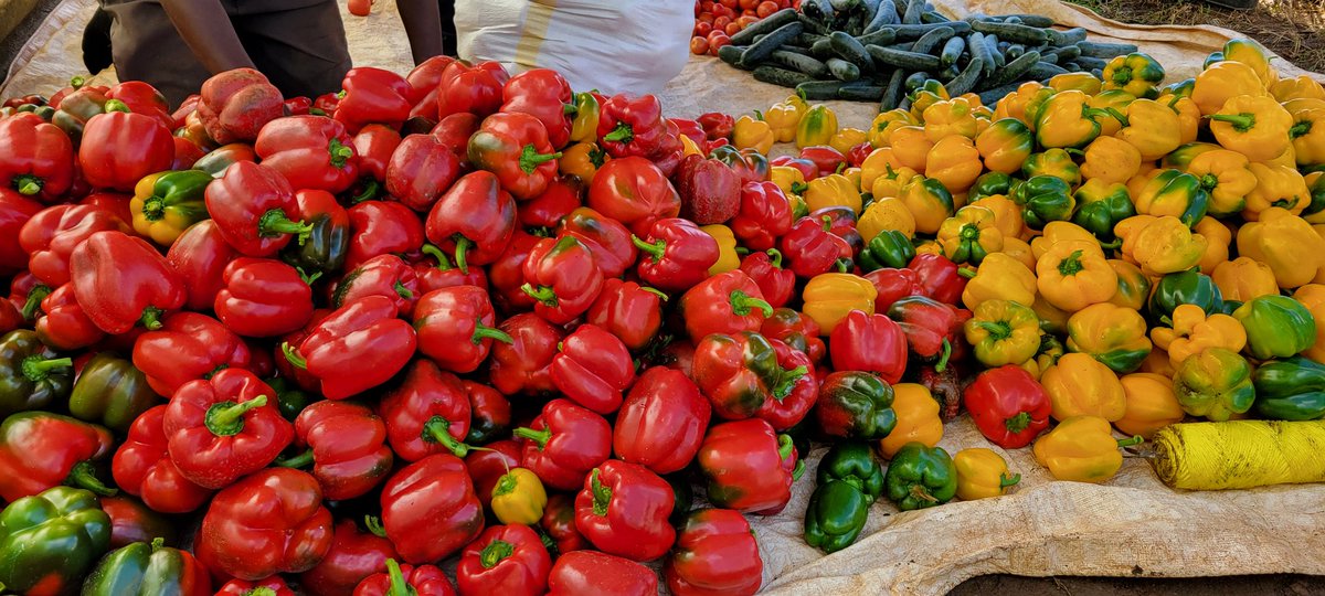 ErnesteFarmer's tweet photo. The harvest speaks for itself ๐ Proud of these farmers for their commitment and excellent performance of their favorite crops in Greenhouse
#Redjet RZ F1
#Ilanga RZ F1
#Monteliga RZ F1
Farm name: Coop. DUHUZIMBARAGA Muhazi
Rwamagana District
Muhazi sector https://t.co/rBFclMAibl