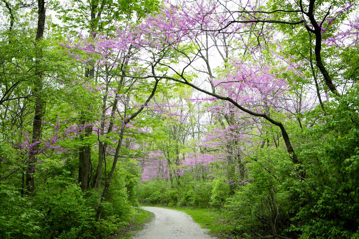 Forest Preserves tweet media