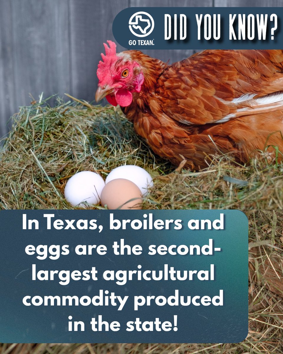 GOTEXAN tweet media