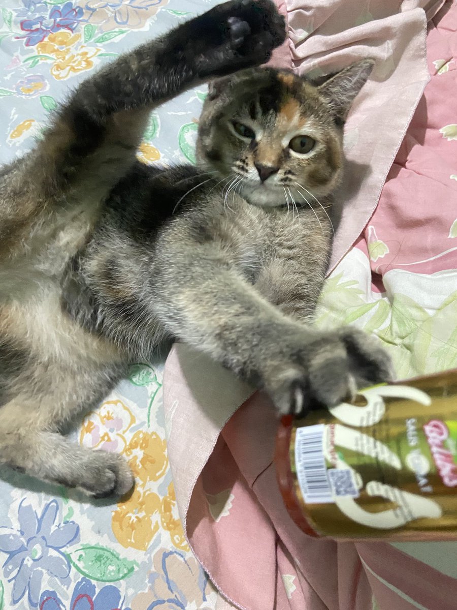 rotimatcha's tweet photo. hadeh https://t.co/R2fxqODdIi