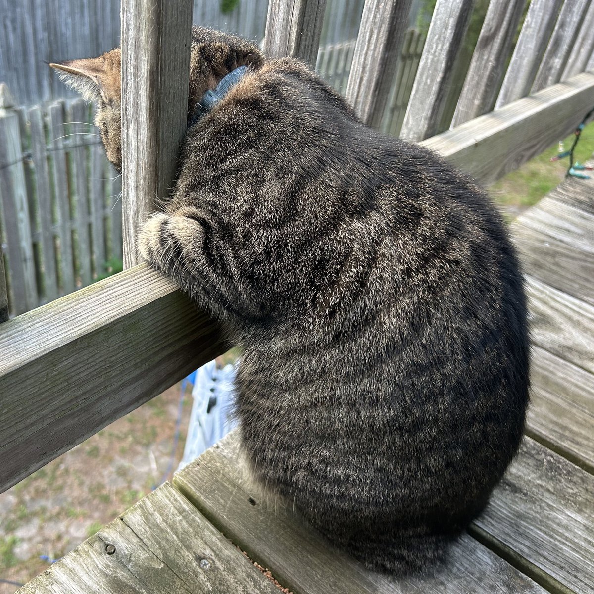 soft_bb_bug's tweet photo. stinky bingus https://t.co/J82hAxpbAC