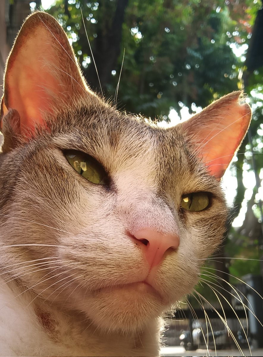 Bazil Day 🐈⬛ tweet media