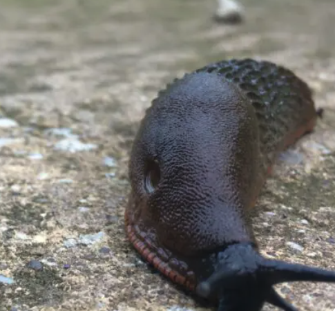 GrowWithKG's tweet photo. 𝐖𝐚𝐭𝐜𝐡 𝐨𝐮𝐭! Slug numbers will be booming in the mild weather. Keep numbers in balance by going ‘slugging’ at night with a torch, or place a module tray on the ground. In the morning, slugs should have gathered underneath the tray, and will be easy to relocate elsewhere. https://t.co/hV96ICFCfQ