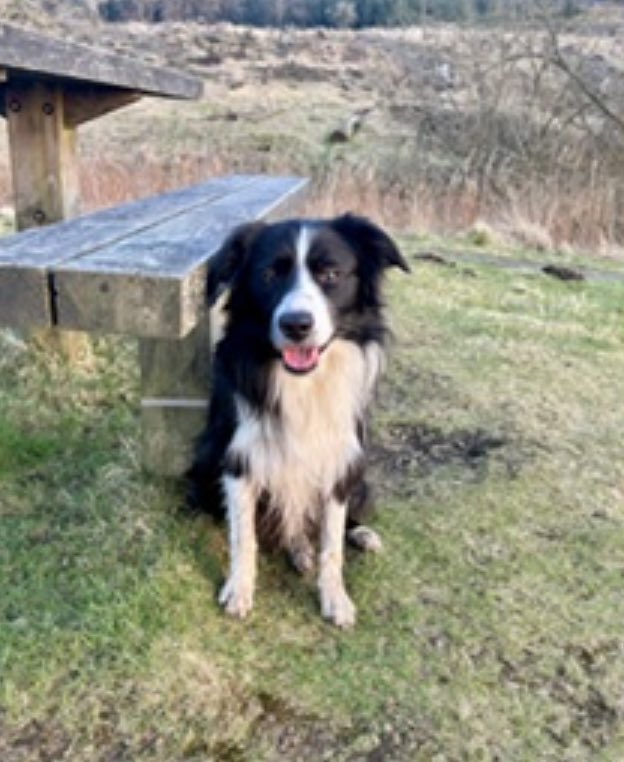 Help2Rehome Scotland tweet media