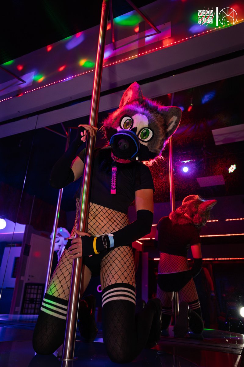 lupo_rufus's tweet photo. Do you wanna dance with me? 🪩🕺
.
.
.
📸 by: LucaMontaguti 
Tags: #Fursuit #Furry #Cute #Femboy #wildfurs #suggestive #bondage #wolf #furrywolf #greywolf #muzzle #warmers #furryfemboy #fishnet #poledance #dance #croptop #collar #Rain #Rain_3d #Lupetto https://t.co/WXiQHnoATu