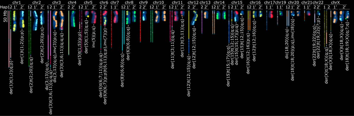 florisbarthel's tweet photo. 🧵 Excited to contribute to a new preprint led by Justin Zook &amp; the NIST/GIAB team: "A complete human pancreatic cancer genome" — the first near-complete, haplotype-resolved tumor cell line assembly (HG008-T, hypodiploid PDAC).
📄 https://t.co/o0orsSuvvw https://t.co/LzRSJWQ14o