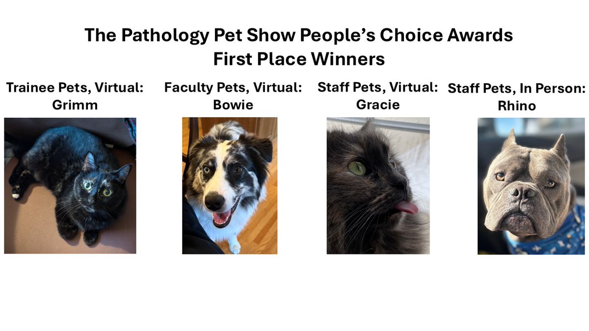 MayoClinicPath's tweet photo. Wagging tails, sleepy whiskers, and lots of smiles! The DLMP Pathology Pet Show brought trainees, staff, and faculty together to celebrate the pets who fill our lives with comfort, laughter, and joy every day. 🐶🐱✨
#Pathology #WellBeing #PetShow #MedicalEducation https://t.co/ZpaH2ngfwZ