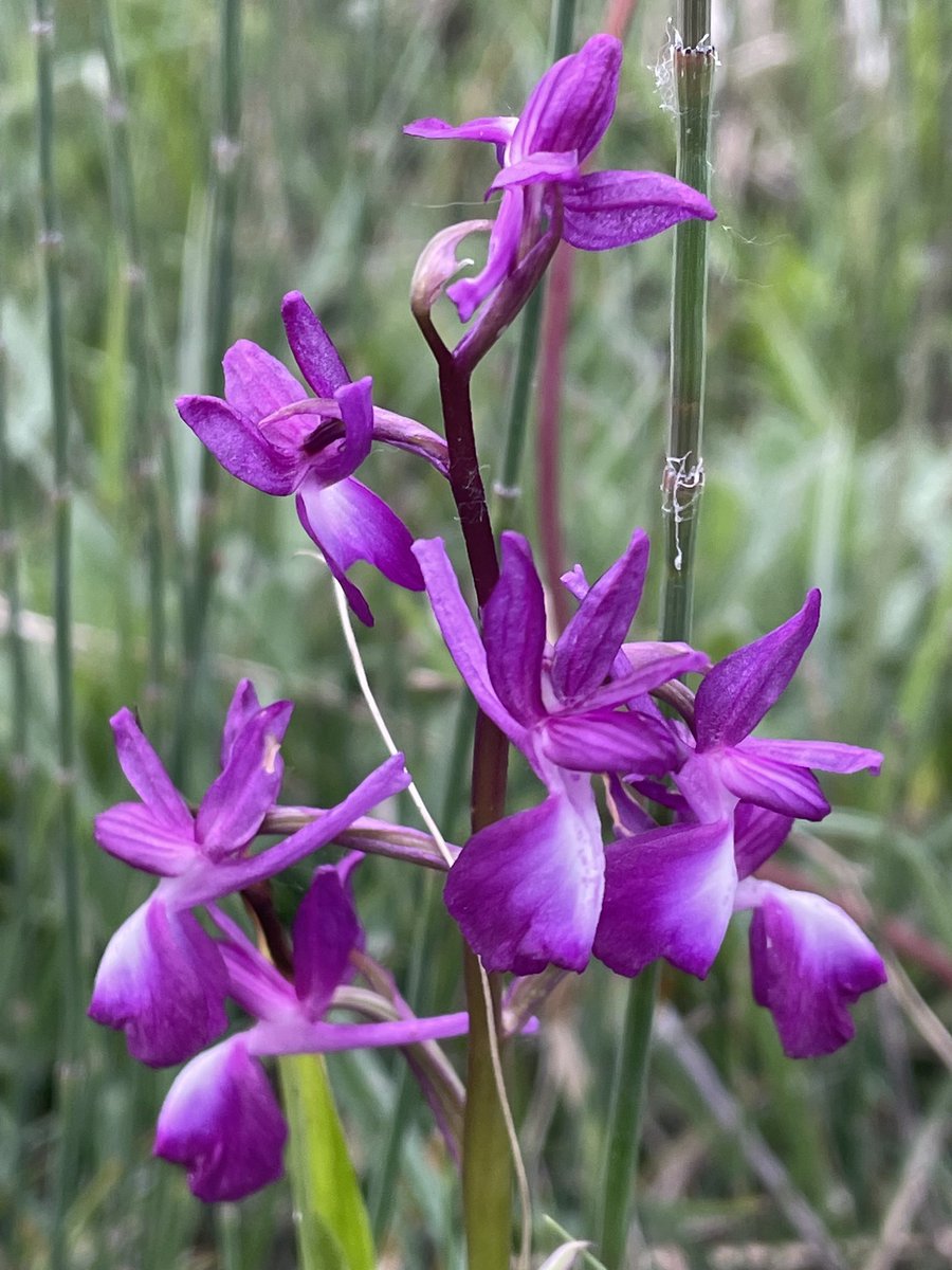 MalleyAndrew's tweet photo. Northern Greece. #orchids Great week in and around Kerkini, mainly birding, though hard to ignore the flora. Never knew Bosom Orchids were a thing, also Bug and Loose Flowered Orchids and Long -lipped Serapias. https://t.co/3VMYnxt9gE