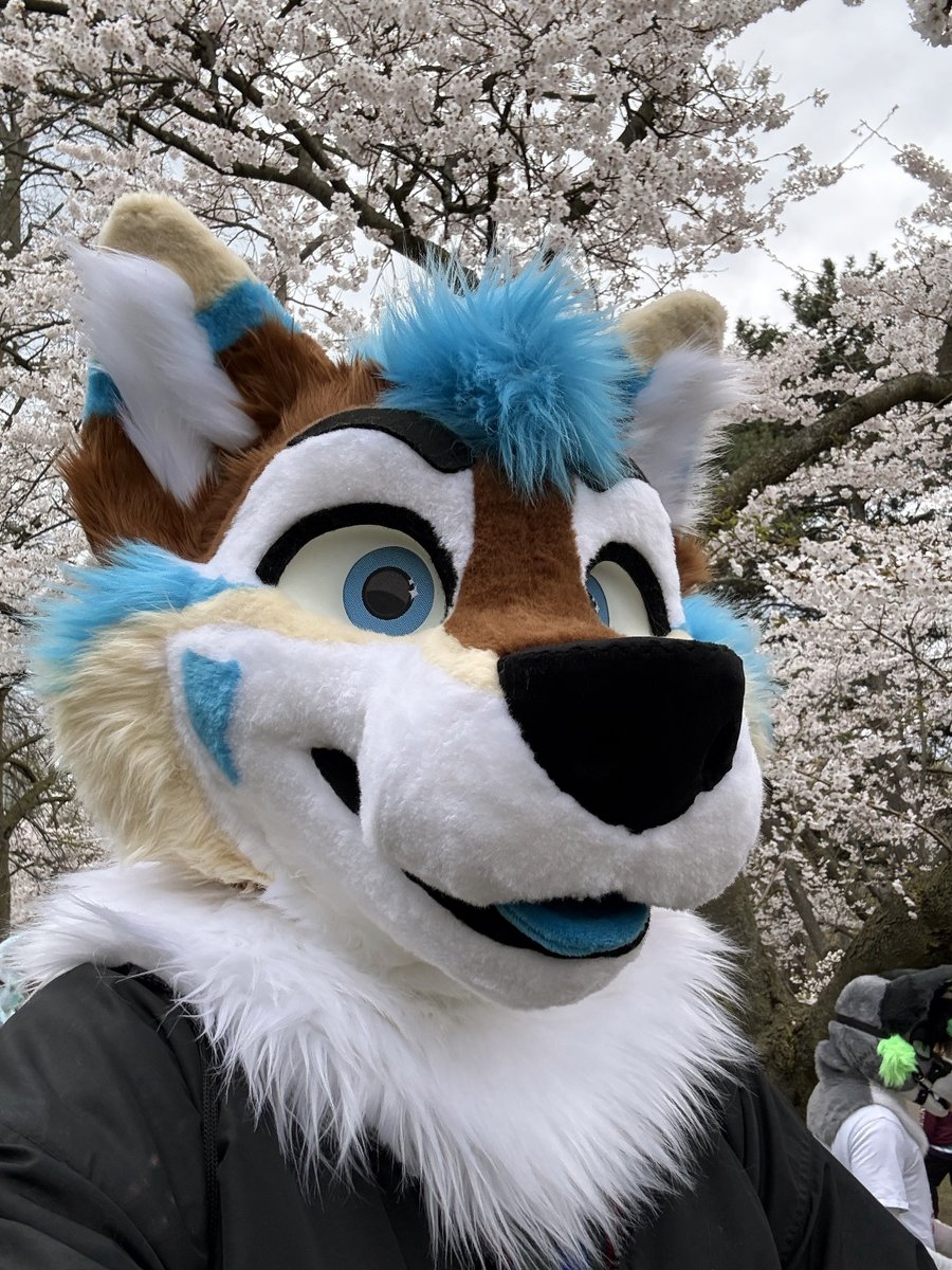 RainyHusky's tweet photo. I had a great time at the Toronto Cherry Blossom meet in High Park last Saturday! #fursuitfriday https://t.co/Q3cwrVKj1i