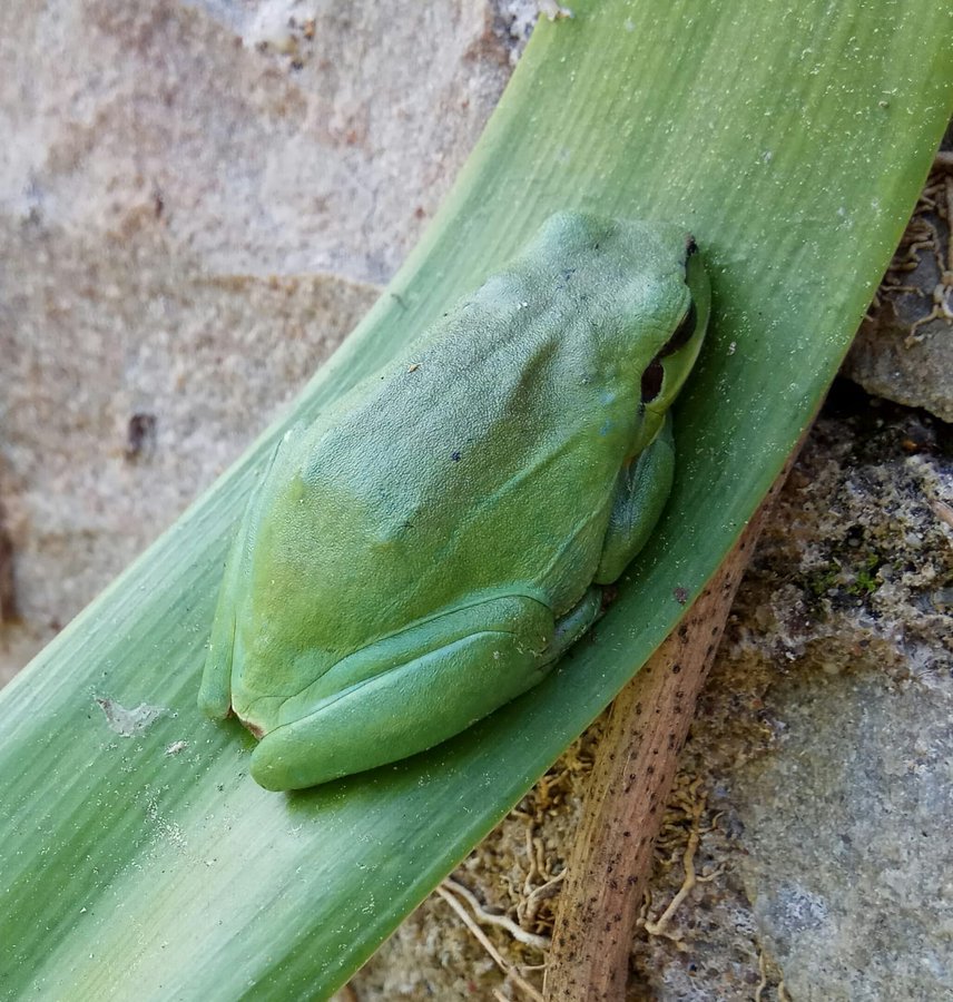 Civil_War_Spain's tweet photo. Lovely tree frog (Ranita meridional) I spotted on Montjuïc, Barcelona. Orwell perhaps saw them on Aragon front in 1937: "Round the drinking-pool that served for the village mules I found exquisite green frogs the size of a penny, so brilliant that the young grass looked dull beside them"