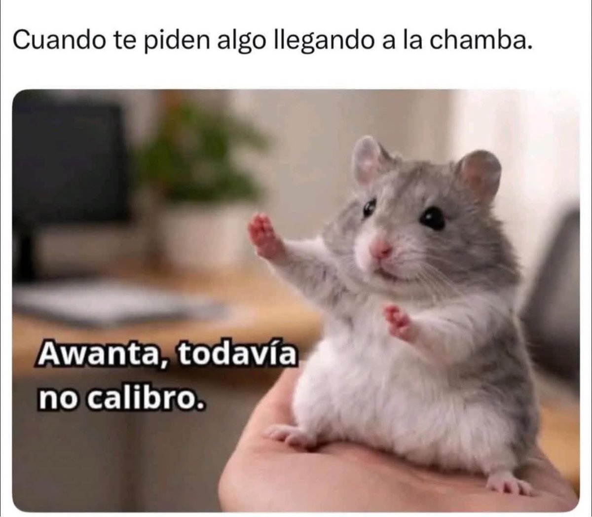El Meme tweet media