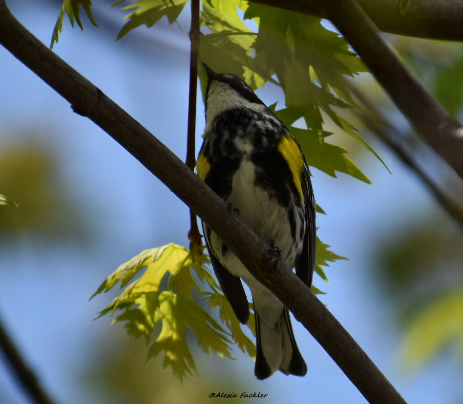 JayBerschback's tweet photo. Pretty bird!  This is a Yellow-rumped Warbler fighting Thursday's wind in Sylvania.  The Biggest Week In American Birding starts today!
Thanks to 13abc Viewer Alesia Fackler for the photos!
#biggestweek #birdpictures #birds #birding https://t.co/T1dwCugnGZ