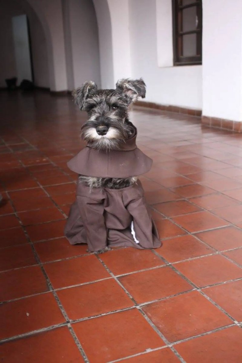 AMAZlNGNATURE's tweet photo. A Bolivian monastery adopted a stray dog and even gave him tiny friar robes.

Nicknamed “Friar Bigotón” or “Friar Moustache,” the dog went viral after photos of him living alongside Franciscan monks spread online, with the monastery hoping the story would encourage more people to adopt stray animals.