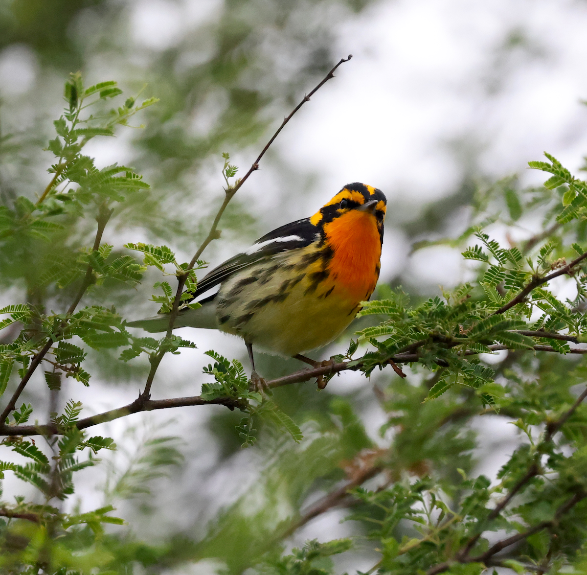 TexasBirder tweet media