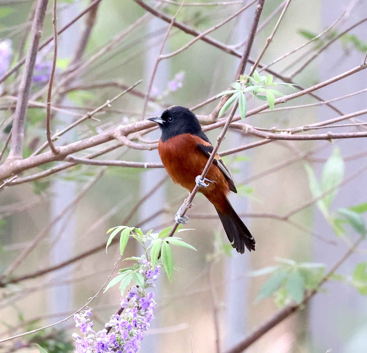 TexasBirder tweet media