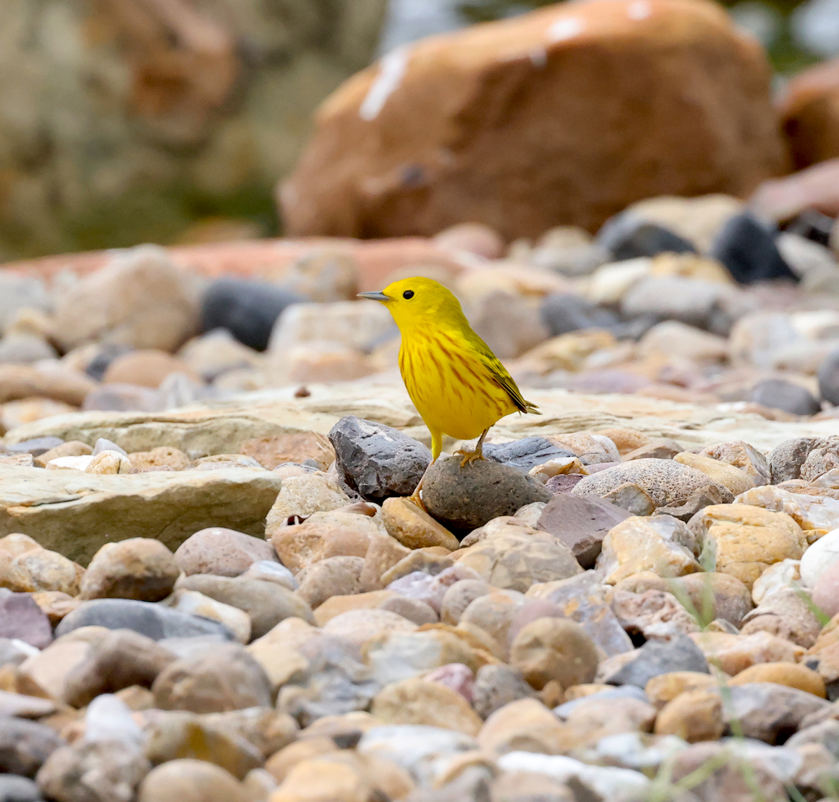 TexasBirder tweet media