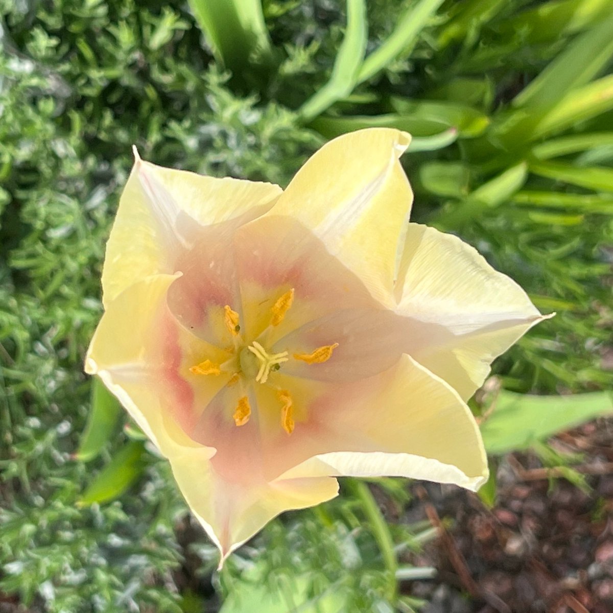 blushing beauty ˚˖ ( ၴႅၴၴႅၴၴႅၴၴၴႅၴၴႅၴၴႅၴ⋆˚࿔