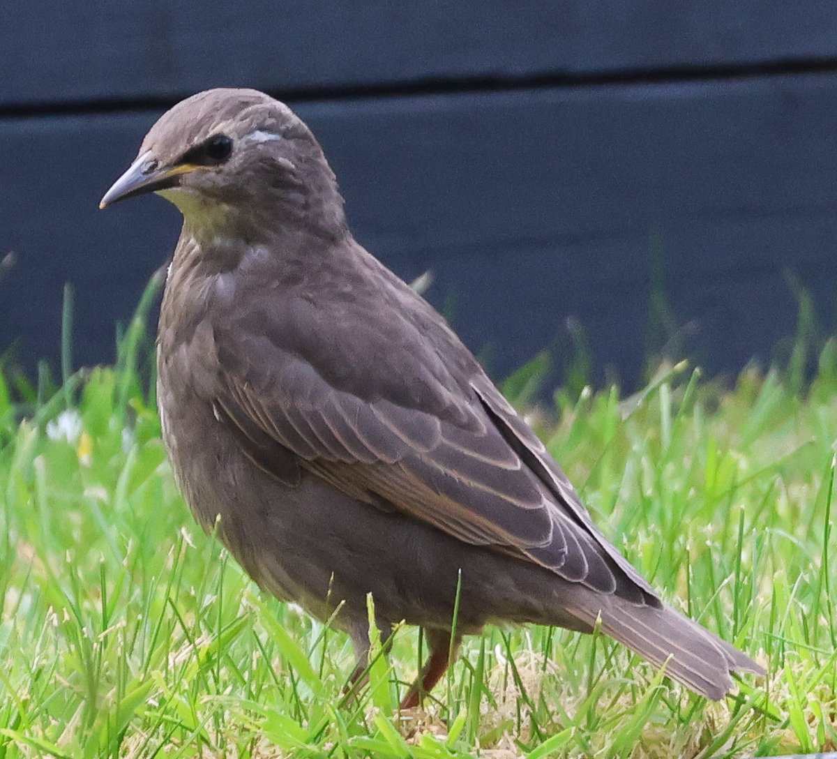 hamfieldscater's tweet photo. Not sure what's happened, but this is the only one that fledged, so feeling a little depressed that there is no volume or rowdiness in the garden which I do look forward to every year. 🤞for a 2nd brood. 😢 https://t.co/yAg8awLp1I