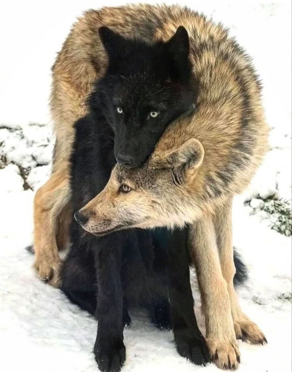 wolf_lovers tweet media