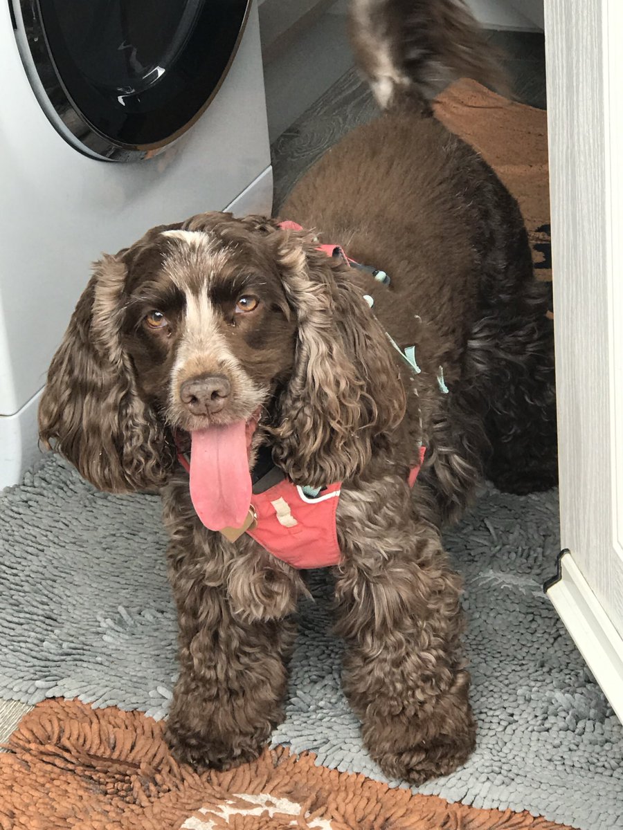 RosieandJane2's tweet photo. Hi Frens! Is gweat day. I visited da vettyhairy lady an’ woz good noos. I lost 400g.! (Told youse I woz wastin’ away.) Dis means rationin’ has ended!🎉👍🏻I got da parcel from @bemorebob2 too! Wotta reward-fishy fish coobs an’ snaps! Soo tasty. Fank youse Bob an’ Dolly!🐾��❤️🙏 https://t.co/BtK4u4afma