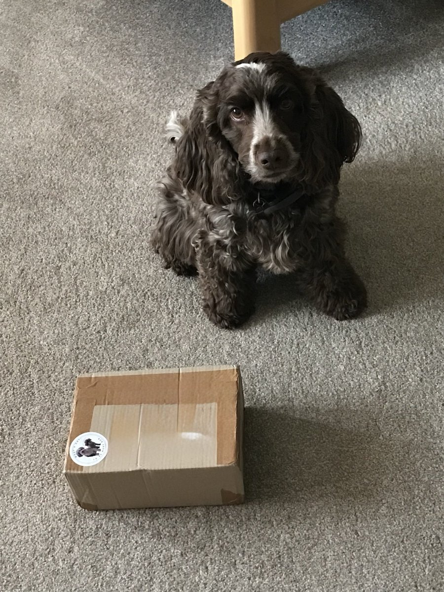 RosieandJane2's tweet photo. Hi Frens! Is gweat day. I visited da vettyhairy lady an’ woz good noos. I lost 400g.! (Told youse I woz wastin’ away.) Dis means rationin’ has ended!🎉👍🏻I got da parcel from @bemorebob2 too! Wotta reward-fishy fish coobs an’ snaps! Soo tasty. Fank youse Bob an’ Dolly!🐾��❤️🙏 https://t.co/BtK4u4afma