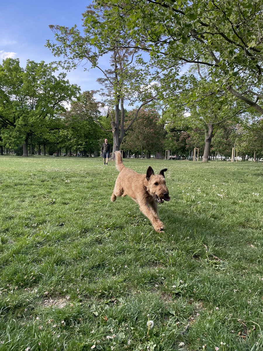 OlaKwiecien3's tweet photo. #dogsoftwitter Friday afternoon is time for fun! So we had all the fun one can have in #Prater! Meadow shenanigans, sniffari and Ferres Wheel! 
🐾🙂🇦🇹 https://t.co/yZy7qypx7y