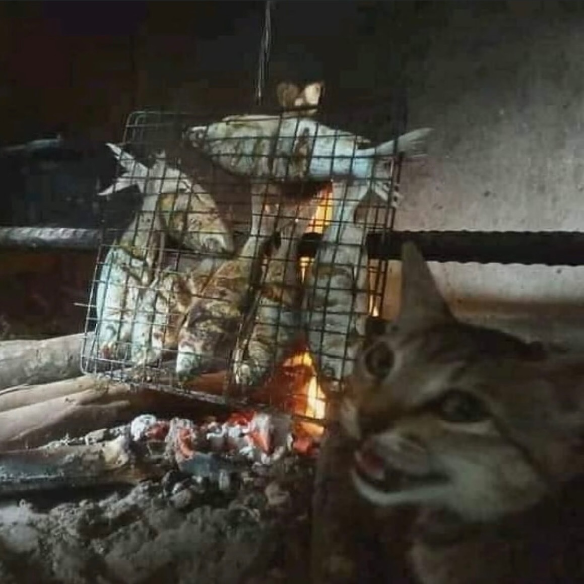 Punch Cat (@punchingcat) on Twitter photo 