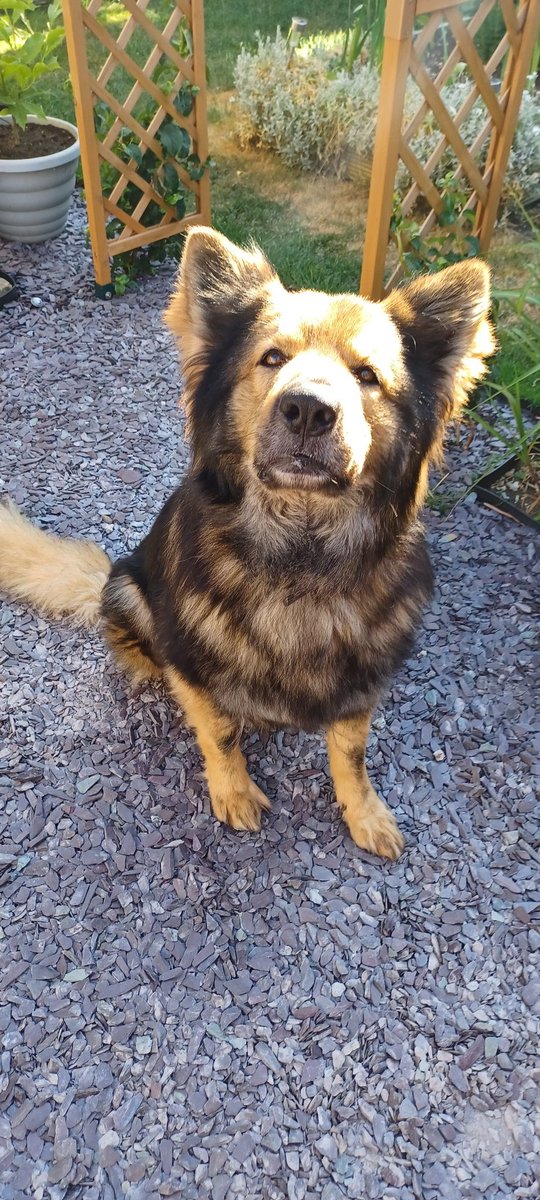 mertylturtle's tweet photo. Happy Gotcha Day, Dexter 🎉🥳 
Can't believe it's already a year since we brought you home to join our family 🥰❤️🐾❤️
#AdoptDontShop
#RescueDogs https://t.co/w7UyLL51fw