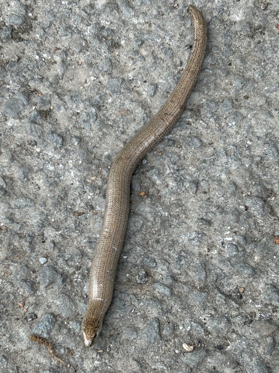 boatypat's tweet photo. Found this on the road .. Twas chilled so I relocated it to dry undergrowth n it slithered off #slowworm #nature https://t.co/rVoFHZLEjN