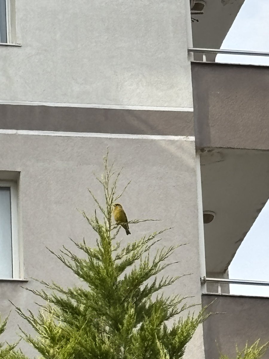 S. Ağca🇹🇷 tweet media