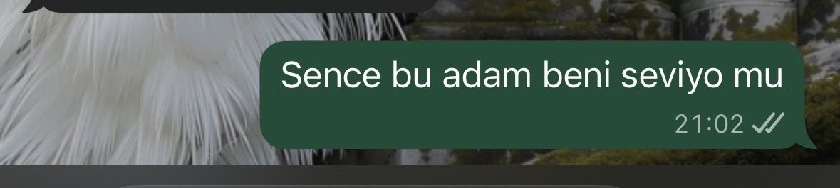 şükufe tweet media