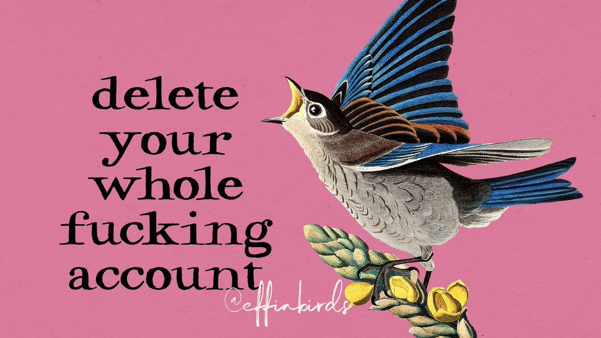 Effin' Birds tweet media