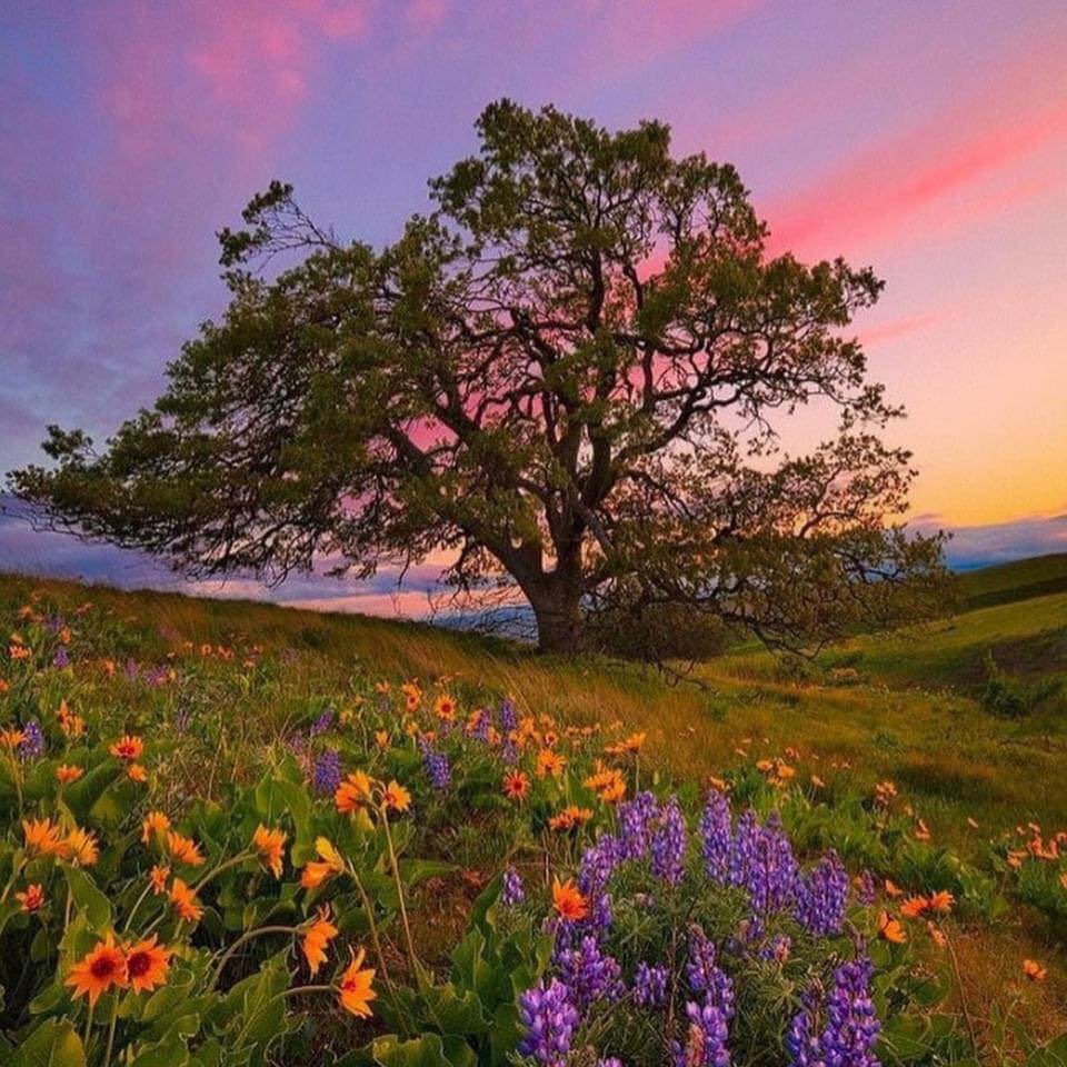 bloomele_'s tweet photo. the beauty of nature https://t.co/TdE64nkaWa