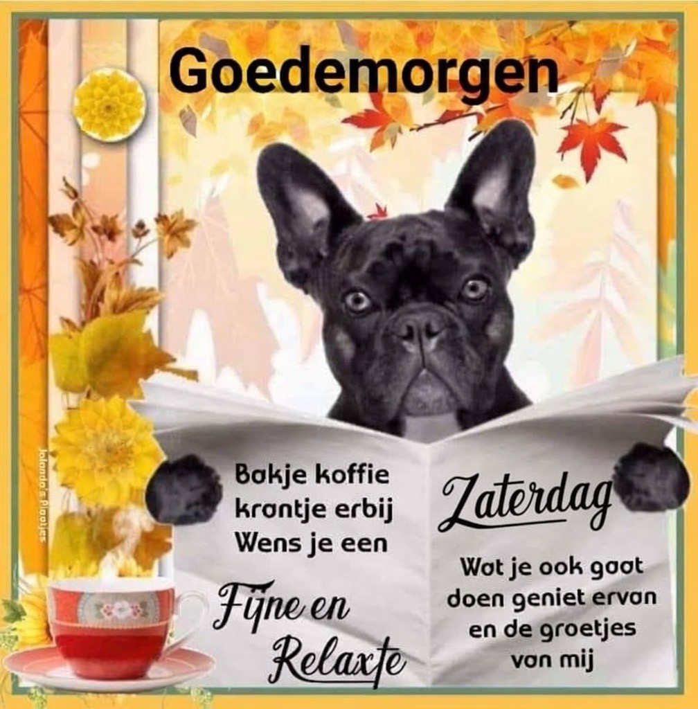 Frenchie tweet media