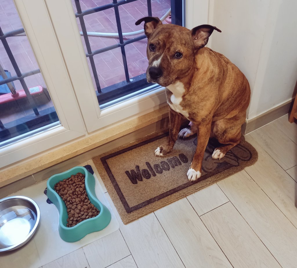 Otis, she wrote🐕🌈🦄🥑⚰️👹👾🤖🧛♀️ tweet media