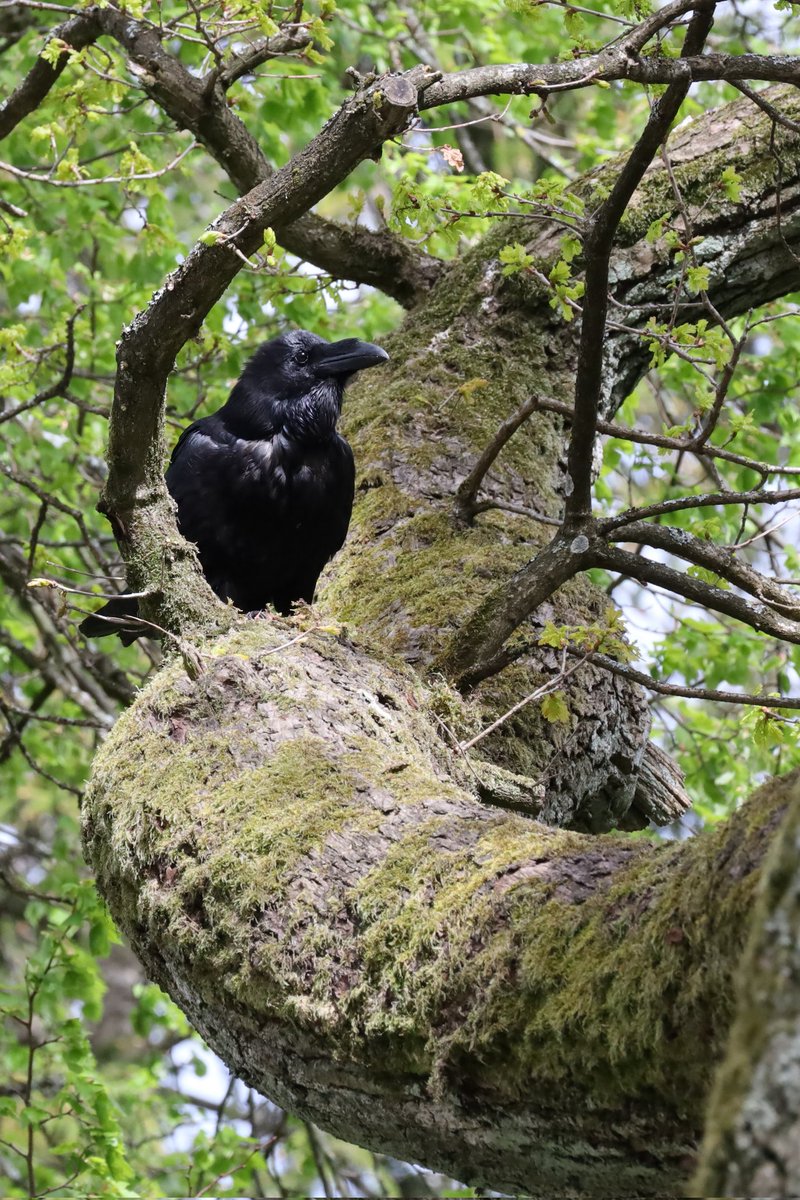 RenataJaworska3's tweet photo. Dzisiaj w parku spotkałam takiego wielkiego Kruka, kurcze jak on się darł 😀 #ptak #birds #photography #NaturePhotography #animals #foto https://t.co/WseEF692Lj