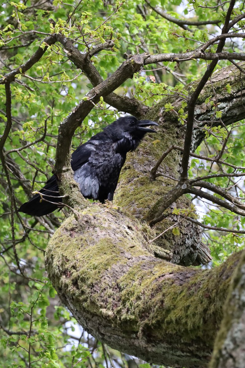 RenataJaworska3's tweet photo. Dzisiaj w parku spotkałam takiego wielkiego Kruka, kurcze jak on się darł 😀 #ptak #birds #photography #NaturePhotography #animals #foto https://t.co/WseEF692Lj