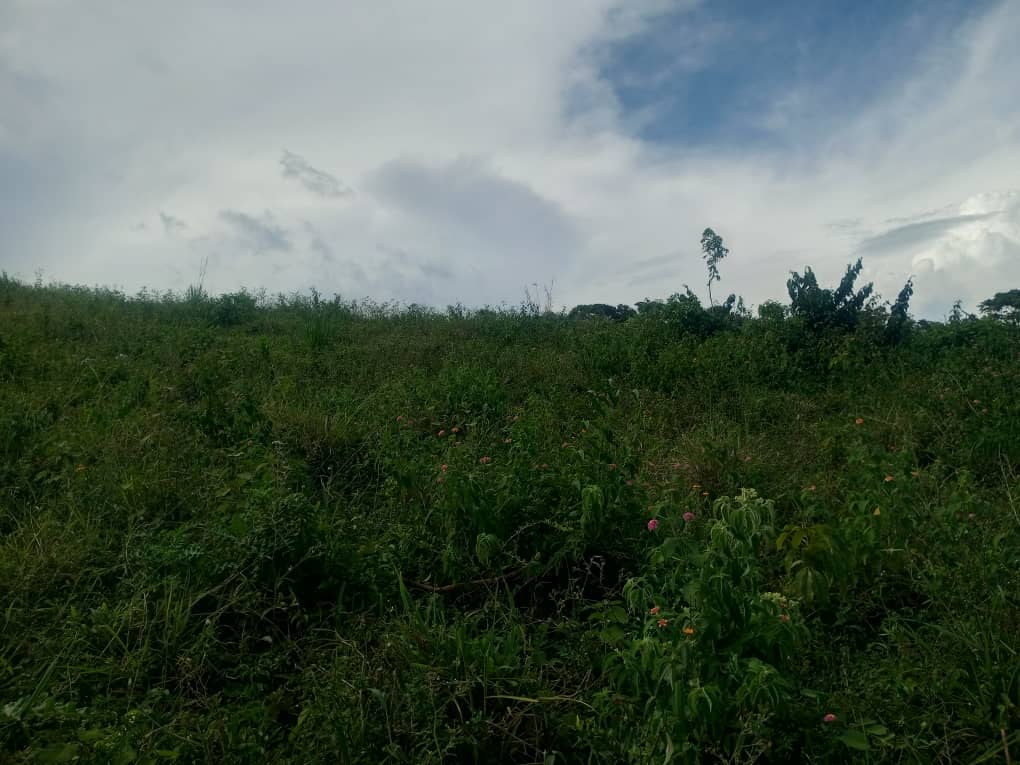 shukranproperty's tweet photo. HILL VIEW PLOTS ON ENTEBBE ROAD
50ft by 100ft Plots
Located at Seguku Katale
Located in Developed Neighborhood
Priced at #160m Ugx Each
0706592177 https://t.co/CkXvrLtIOV