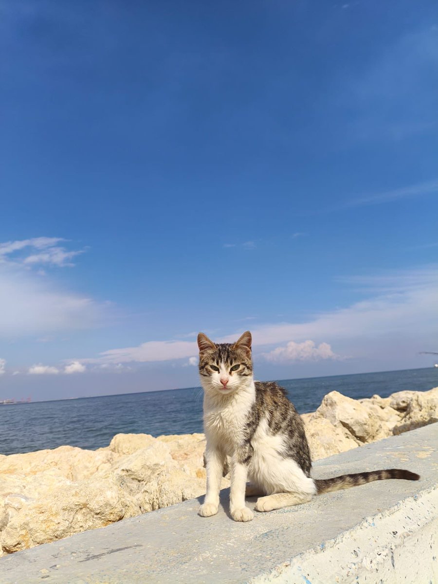 nurseldikbas's tweet photo. Aradaki farkı bulunuz 🐈😸 https://t.co/liaGdNva5p