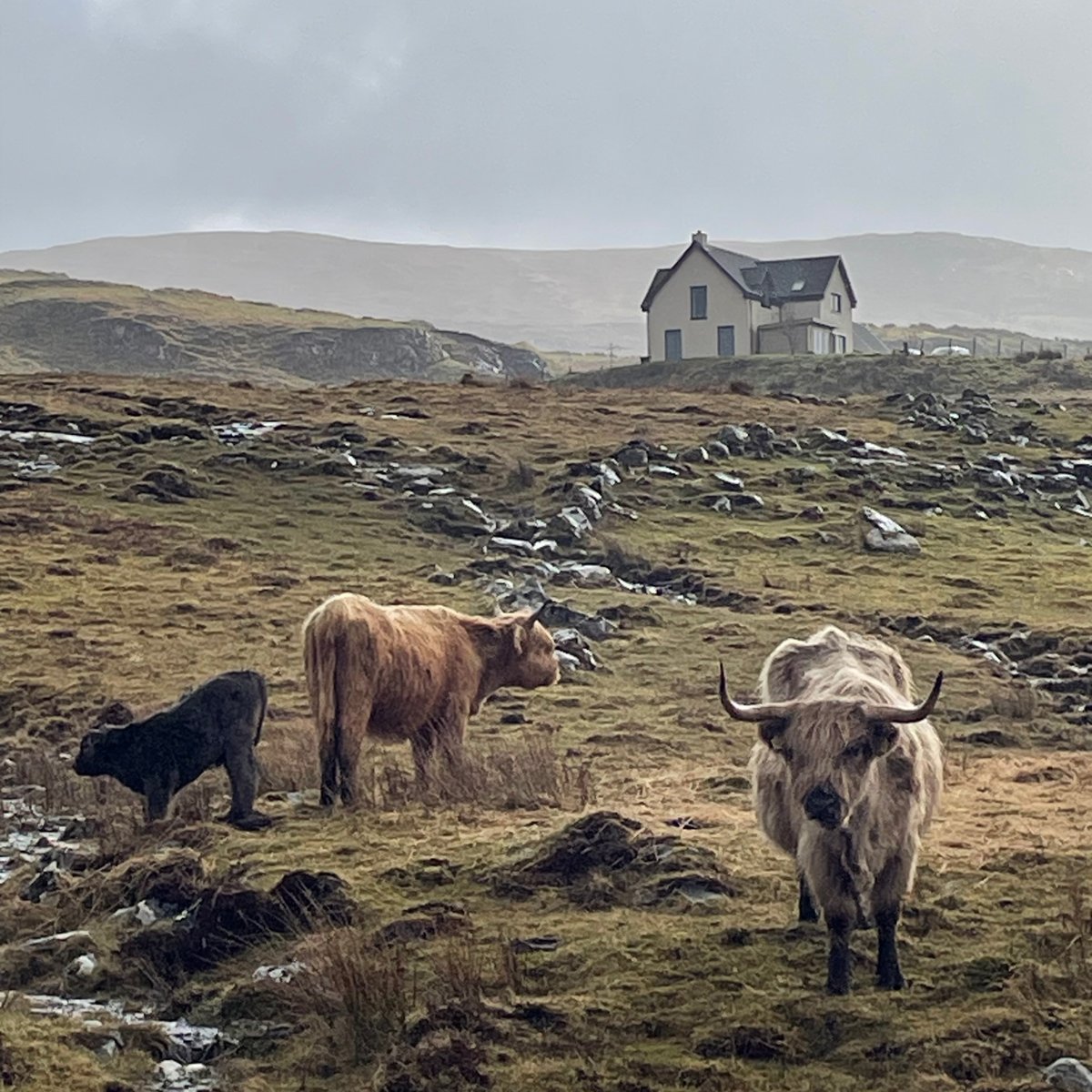 fontbandit's tweet photo. Highlights from our trip to Scotland:
1. Skye: The Old Man of Storr
2. Skye: Tor View Hotel in Portree heilan coos
3. Skye: Fairy Glen in Uig
4. Glencoe: Kingshouse Hotel https://t.co/kAkYVJsE4H