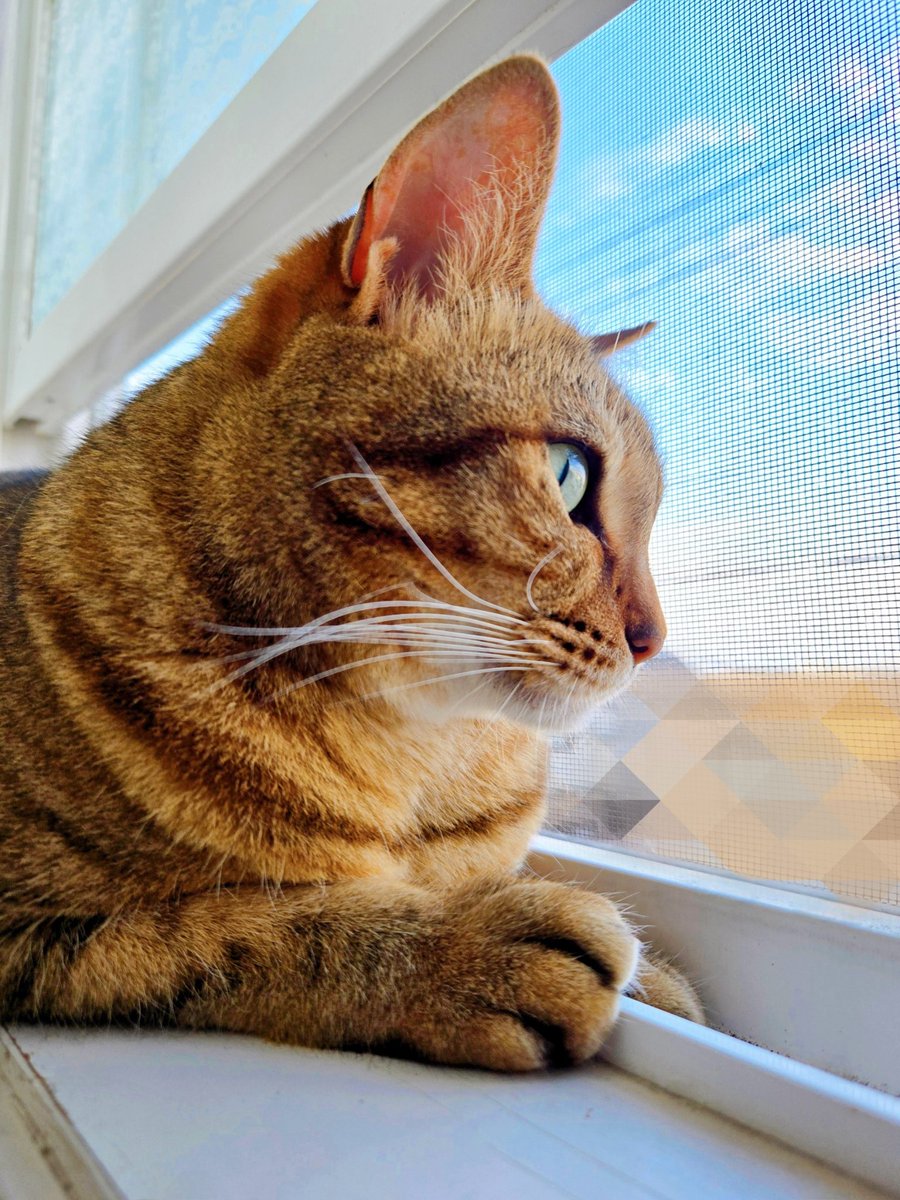 🍀猫めるちゃんねる🍀 tweet media