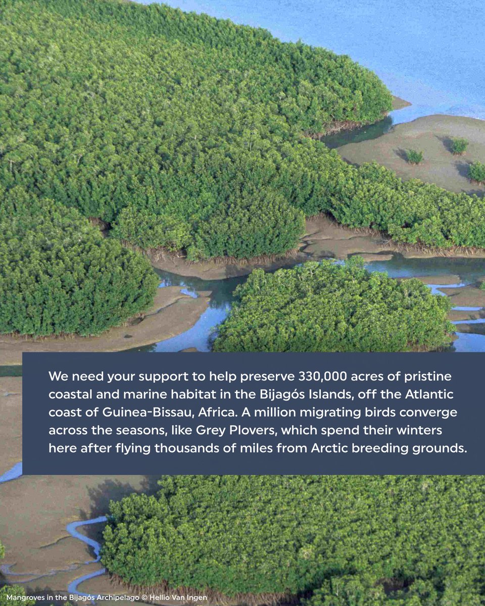 Rainforest Trust tweet media